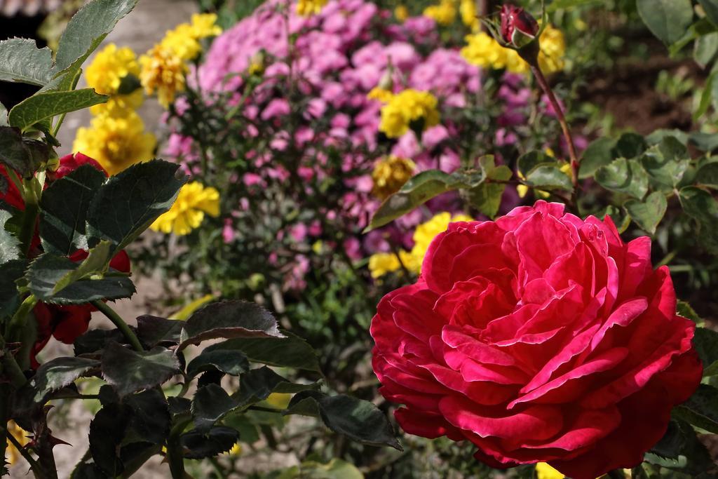 Boutique Hotel Parnassia アラコバ エクステリア 写真
